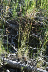 Agrostis clavata