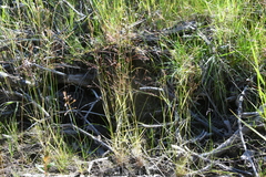 Agrostis clavata