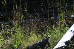 Agrostis clavata