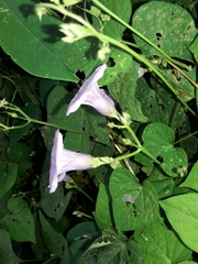 Ipomoea ramosissima