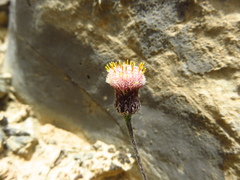 Phagnalon schweinfurthii