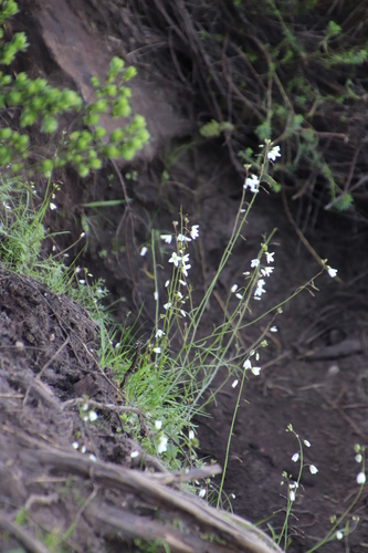 Image of Heliophila meyeri by (c) Tony Rebelo, some rights reserved (CC BY-SA)
