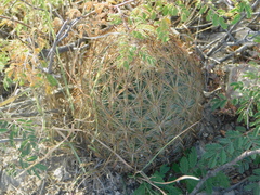 Echinomastus unguispinus