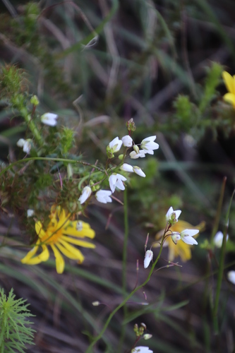 Image of Heliophila meyeri by (c) Tony Rebelo, some rights reserved (CC BY-SA)