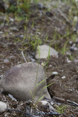 Agrostis clavata