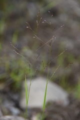 Agrostis clavata