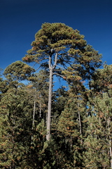 Pinus cooperi