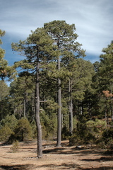 Pinus cooperi