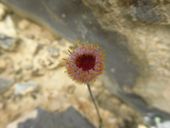 Phagnalon schweinfurthii