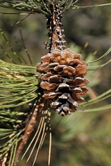 Pinus cooperi