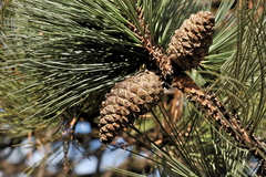 Pinus cooperi