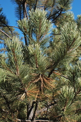 Pinus cooperi