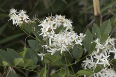 Clematis terniflora
