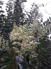 Ligustrum lucidum
