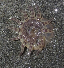 Peachia quinquecapitata