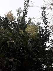 Ligustrum lucidum
