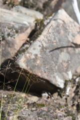 Agrostis clavata