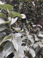 Ligustrum lucidum