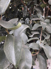 Ligustrum lucidum
