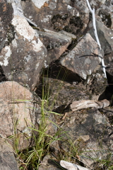 Agrostis clavata