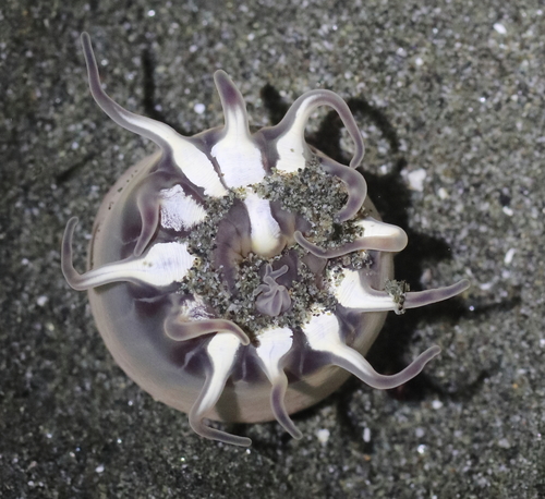 twelve-tentacled parasitic anemone
