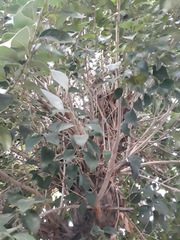 Ligustrum lucidum