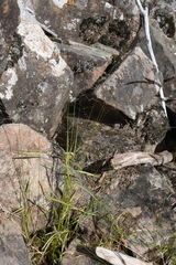 Agrostis clavata
