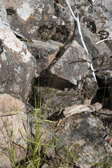 Agrostis clavata