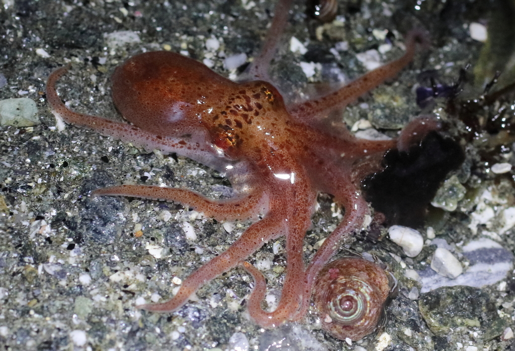Giant North Pacific octopus