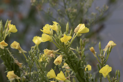 Oenothera
