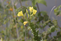 Oenothera