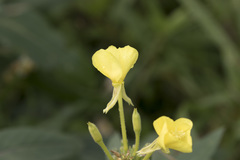 Oenothera