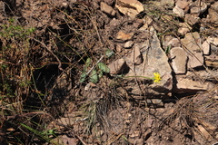 Othonna heterophylla