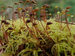 Sciuro-hypnum reflexum