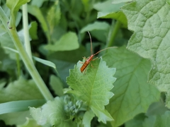 Chenoderus testaceus