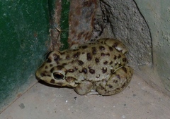 Leptodactylus bufonius