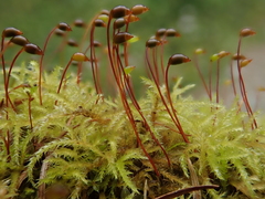 Sciuro-hypnum reflexum