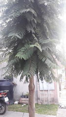 Jacaranda mimosifolia