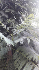 Jacaranda mimosifolia