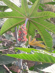 Ricinus communis