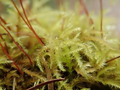 Sciuro-hypnum reflexum