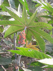 Ricinus communis