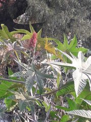 Ricinus communis