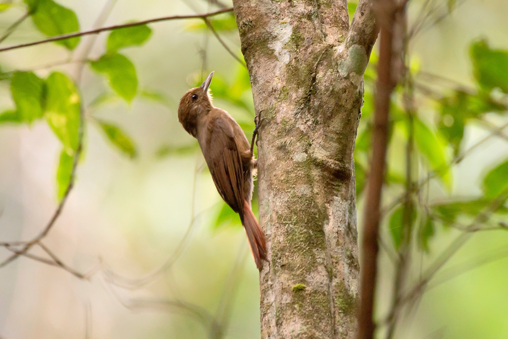 Plain-winged Woodcreeper (Dendrocincla turdina) photo