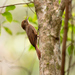 Plain-winged Woodcreeper - Photo (c) Instituto Últimos Refúgios, some rights reserved (CC BY-NC), uploaded by Instituto Últimos Refúgios
