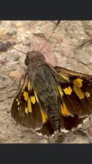 Trapezites symmomus