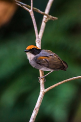 Conopophaga melanops