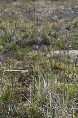 Arctagrostis latifolia