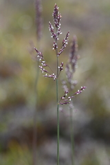 Arctagrostis latifolia