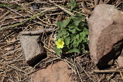 Oxalis pes-caprae sericea